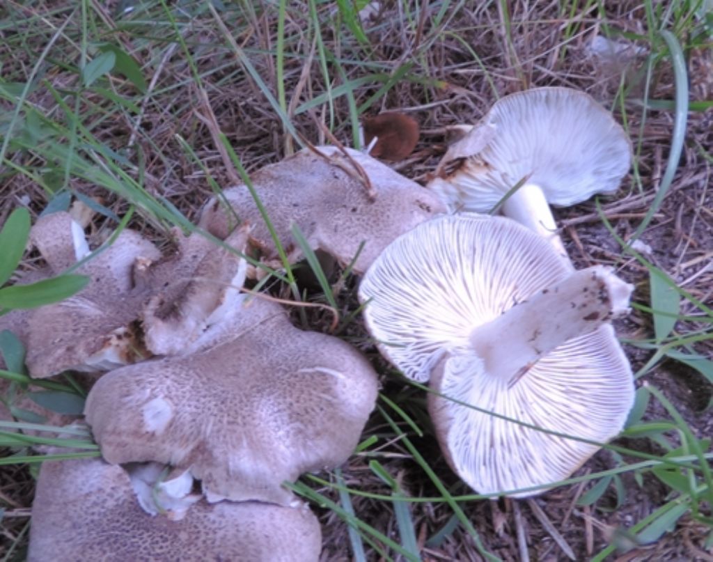 Grigiastri e cespitosi